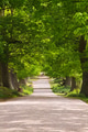 Deer grazing under a canopy of green bushy trees in Knole Park in Kent southern England. Deer grazing under a canopy of green bushy trees in Knole Park in Kent southern England. - PhotoDune Item for Sale