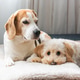Senior beagle and maltipoo puppy resting together on soft blanket indoors Senior beagle and maltipoo puppy resting together on soft blanket indoors - PhotoDune Item for Sale