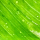Water Drops on Banana Leaf Water Drops on Banana Leaf - PhotoDune Item for Sale