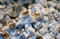 Close up of turkish lokum on the market Close up of turkish lokum on the market - PhotoDune Item for Sale