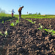Weeding weeds on a sunny day with hoes in an agricultural beet field Weeding weeds on a sunny day with hoes in an agricultural beet field - PhotoDune Item for Sale