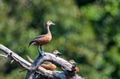 Lesser whistling-duck or Dendrocygna javanica perches on a tree Lesser whistling-duck or Dendrocygna javanica perches on a tree - PhotoDune Item for Sale