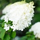 White hydrangea Polar Bear full bloom in garden White hydrangea Polar Bear full bloom in garden - PhotoDune Item for Sale