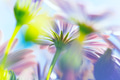 Spring flowers background Spring flowers background - PhotoDune Item for Sale
