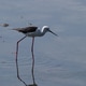 Black-Winged Stilt Black-Winged Stilt - PhotoDune Item for Sale