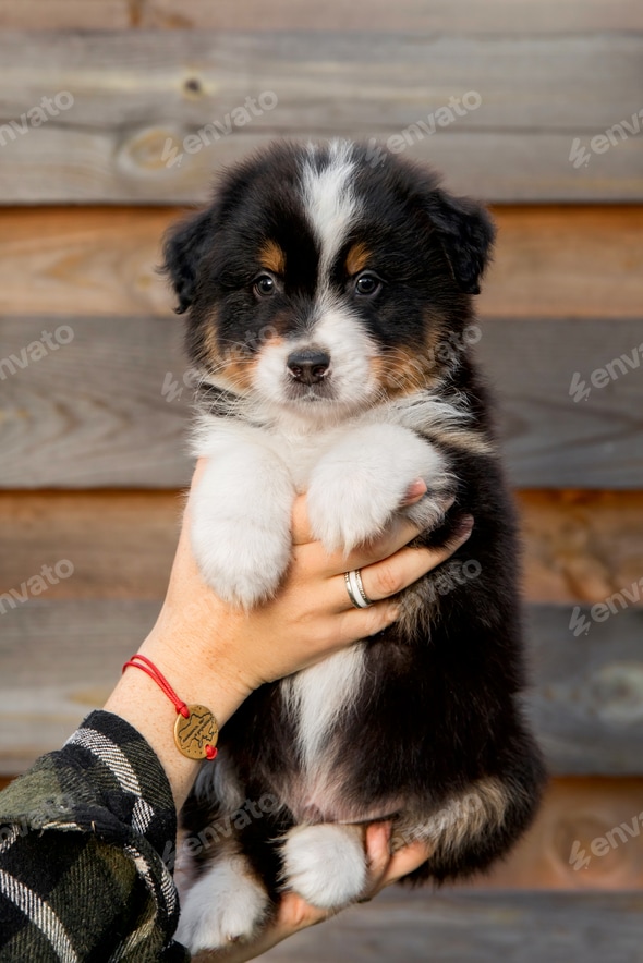 Beautiful Australian Shepherd puppy in owners hand Stock Photo by