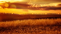 Yellow sunset over farmland Yellow sunset over farmland - PhotoDune Item for Sale
