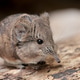 close up of a cute round-eared elephant shrew (Macroscelides proboscideus) close up of a cute round-eared elephant shrew (Macroscelides proboscideus) - PhotoDune Item for Sale