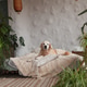 Golden retriever relaxes on a cozy bed surrounded by greenery in a tranquil living space Golden retriever relaxes on a cozy bed surrounded by greenery in a tranquil living space - PhotoDune Item for Sale