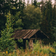 A rustic wooden shelter surrounded by dense green trees and tall grass. A rustic wooden shelter surrounded by dense green trees and tall grass. - PhotoDune Item for Sale