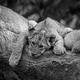 Lion cubs sitting on a fallen tree. Lion cubs sitting on a fallen tree. - PhotoDune Item for Sale