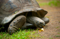 Majestic Aldabra Giant Tortoise in Natural Habitat, Peacefully Roaming Under Lush Green Surroundings Majestic Aldabra Giant Tortoise in Natural Habitat, Peacefully Roaming Under Lush Green Surroundings - PhotoDune Item for Sale