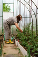 mature woman tying up tomatoes in a greenhouse.Organic planting concept mature woman tying up tomatoes in a greenhouse.Organic planting concept - PhotoDune Item for Sale
