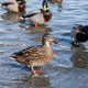 Group of wild ducks mallard are swimming in shallow water in the sea in the spring sunny day Group of wild ducks mallard are swimming in shallow water in the sea in the spring sunny day - PhotoDune Item for Sale