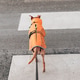 Portrait of a dog in an orange vest on a pedestrian crossing. Portrait of a dog in an orange vest on a pedestrian crossing. - PhotoDune Item for Sale