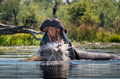 Hippopotamus with its mouth wide open in the Okavango Delta. Hippopotamus with its mouth wide open in the Okavango Delta. - PhotoDune Item for Sale