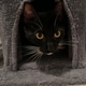 Tuxedo cat portrait Tuxedo cat portrait - PhotoDune Item for Sale