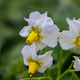 Potato flowers blooming in lush garden during sunny afternoon Potato flowers blooming in lush garden during sunny afternoon - PhotoDune Item for Sale