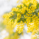 Flowers of mimosa scabrella Flowers of mimosa scabrella - PhotoDune Item for Sale