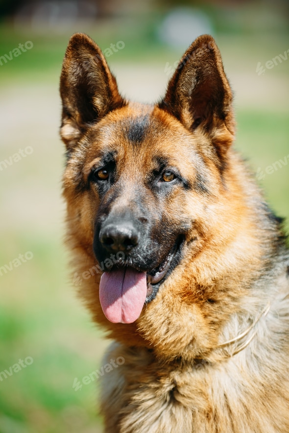 Shepherd Dog German Wolfdog German Shepherd And Alsatian Dog