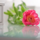A pink peony lies on a dressing table and is reflected in it. A pink peony lies on a dressing table and is reflected in it. - PhotoDune Item for Sale