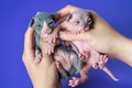 Female veterinarian examines 2 week old Sphynx kittens: black and white female, blue and white male Female veterinarian examines 2 week old Sphynx kittens: black and white female, blue and white male - PhotoDune Item for Sale