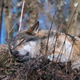 Sleeping gray wolf resting peacefully on the forest floor in natural woodland habitat Sleeping gray wolf resting peacefully on the forest floor in natural woodland habitat - PhotoDune Item for Sale
