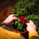 Close-up of a woman planting a red flower in a pot. Gardening process Close-up of a woman planting a red flower in a pot. Gardening process - PhotoDune Item for Sale