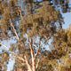 Reflection of a Eucalyptus Tree Reflection of a Eucalyptus Tree - PhotoDune Item for Sale