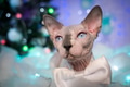 Domestic Sphynx Cat on background Christmas tree and festive Christmas lights, New Year decorations Domestic Sphynx Cat on background Christmas tree and festive Christmas lights, New Year decorations - PhotoDune Item for Sale