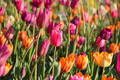 Colorful tulips in bloom during spring season suitable for natural background Colorful tulips in bloom during spring season suitable for natural background - PhotoDune Item for Sale