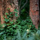 Forest Tree Trunks with Green Climbing Vines in Natural Light Forest Tree Trunks with Green Climbing Vines in Natural Light - PhotoDune Item for Sale
