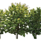 tree group isolated on white background tree group isolated on white background - PhotoDune Item for Sale