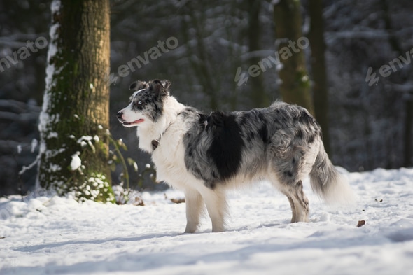 Selective focus shot of Blue Merle Border Collie in a snowy forest
