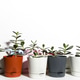 potted plants on a white background potted plants on a white background - PhotoDune Item for Sale
