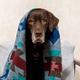 Labrador Retriever dog is sitting on chair, wrapped in a blanket. Labrador Retriever dog is sitting on chair, wrapped in a blanket. - PhotoDune Item for Sale