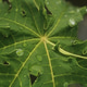 Green papaya leaves and dew drops Green papaya leaves and dew drops - PhotoDune Item for Sale