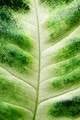Green Leaf Texture. Macro, Pattern, Foliage. Green Leaf Texture. Macro, Pattern, Foliage. - PhotoDune Item for Sale