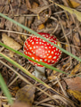 Fly agaric or Fly amanita (Amanita muscaria) is a basidiomycete of the genus Amanita. Fly agaric or Fly amanita (Amanita muscaria) is a basidiomycete of the genus Amanita. - PhotoDune Item for Sale