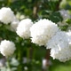 white viburnum flowers Boule des Neiges. ornamental shrub. white viburnum flowers Boule des Neiges. ornamental shrub. - PhotoDune Item for Sale