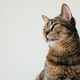 Tabby cat with copy space. Tabby cat with copy space. - PhotoDune Item for Sale