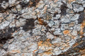 Gray rock surface with colorful lichens for background or texture Gray rock surface with colorful lichens for background or texture - PhotoDune Item for Sale
