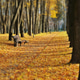 A bench in the alley of the autumn park with yellow foliage. A bench in the alley of the autumn park with yellow foliage. - PhotoDune Item for Sale