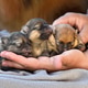 Spitz puppies hanging on arms Spitz puppies hanging on arms - PhotoDune Item for Sale