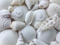 Tropical Textured White Background Flat lay with Different Types and Shaped Seashells Overhead Tropical Textured White Background Flat lay with Different Types and Shaped Seashells Overhead - PhotoDune Item for Sale