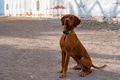 Hungarian Vizsla male dog sits on the ground Hungarian Vizsla male dog sits on the ground - PhotoDune Item for Sale