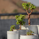 Mini Collection of Portulacaria Afra jade plant bonsai with mini pots. Mini Collection of Portulacaria Afra jade plant bonsai with mini pots. - PhotoDune Item for Sale
