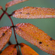 sheet with a few drops of water on it. leaf is brown with several spots. autumn frosts. sheet with a few drops of water on it. leaf is brown with several spots. autumn frosts. - PhotoDune Item for Sale
