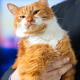 Angry dissatisfied ginger orange domestic cat sits in a businessman hands. A charismatic Angry dissatisfied ginger orange domestic cat sits in a businessman hands. A charismatic - PhotoDune Item for Sale