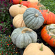 Pumpkins in a row outdoors Pumpkins in a row outdoors - PhotoDune Item for Sale